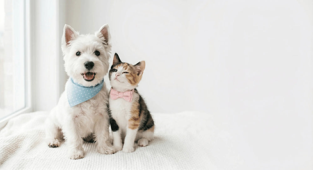 Productos Premium para Mascotas en Chile