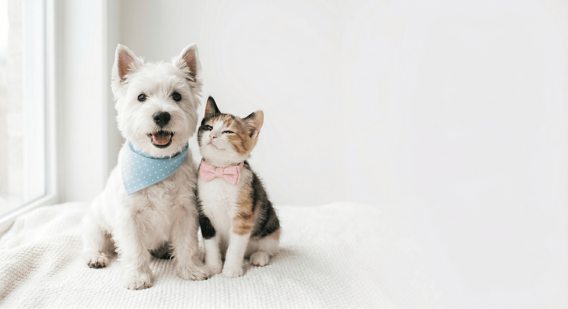 Productos Premium para Mascotas en Chile