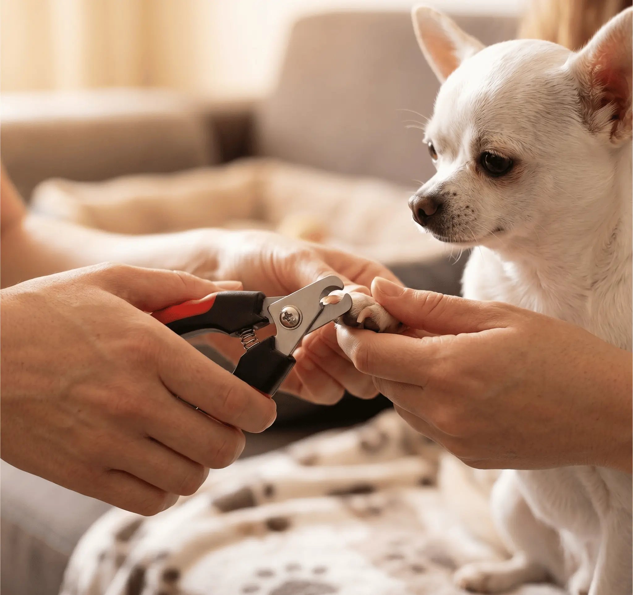 Cortaúñas Profesional para Perros y Gatos con Seguro - Mascota Querida